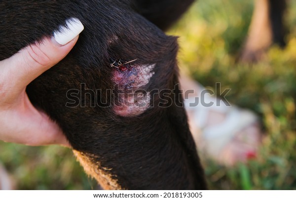 The wound on the\
dog\'s leg. Damaged and frayed skin and fur of a Labrador. Treatment\
and care of a pet.