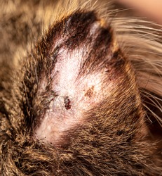 Allergic skin diseases in domestic cats. cat's wound from dermatitis ...