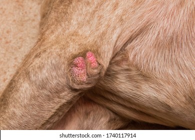 Wound On The Paw Of A Dog Breed Pit Bull Terrier, Close-up