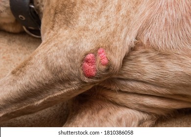 Wound On The Paw Of A Dog Breed Pit Bull Terrier, Close-up