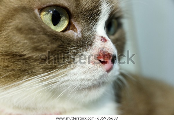 Wound Rubbing Her Nose Many Things Stock Photo Edit Now 635936639