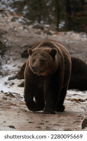a wounded bear walks along a path in the spring                               