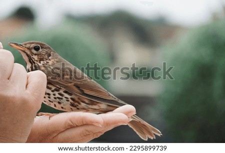 Wounded bird is in the hands of a veterinarian.Brown bird thrush,Turdus Philomelos. Woman treating an injured bird.