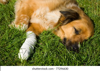 Wounded Dog