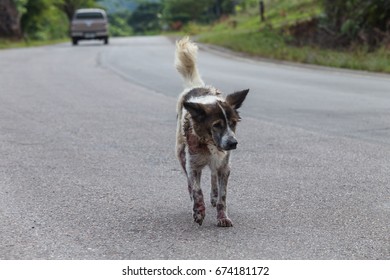 wounded dog on suburban street