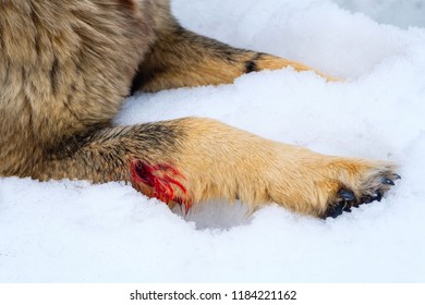 Wounded Dog In The Snow