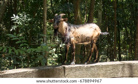 Wounded goat found in a forest