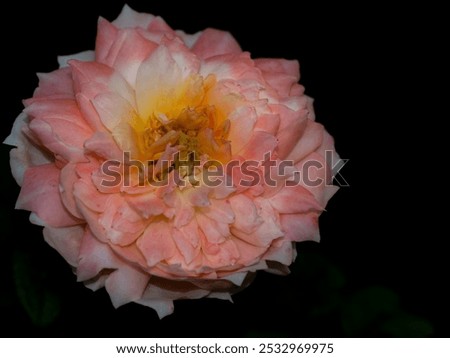 Similar – Image, Stock Photo Withering pink rose blossom in front of a white wall