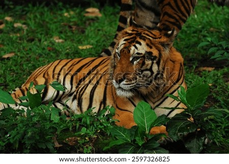 WOUNDED TIGER SITTING AT THE FOREST