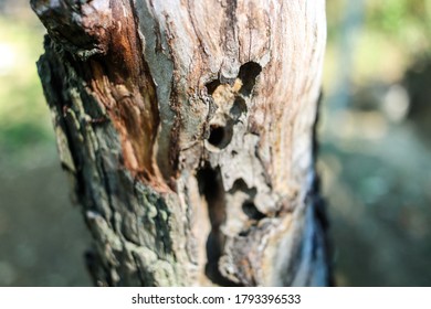 Wounded Tree (Dystopian Captured Nature)