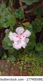 Wounder Full Flower. The Photo Is Taken At Kannan Devan Hills, India.