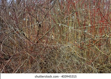 Woven Branches Bush, Expressionism, Jackson Pollock