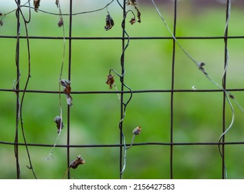 Woven Metal Wire Mesh Grid Fence Outdoor. Close Up Shot, Green Background, No People.