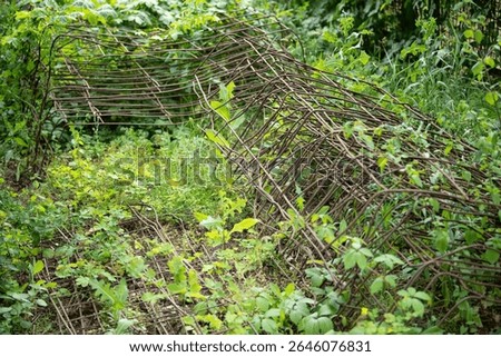 Woven structures of twigs and branches blend into the lush greenery of a natural setting under bright daylight. The area is vibrant with various plants and creeping vegetation