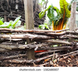 Woven Wattele Edge Of A Raised Garden With Center Wattle Basket For Compost In Keyhole Style.  Yellow Chard And Other Winter Veg Visible