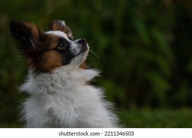 Wow Shot Of A Papillon Dog 