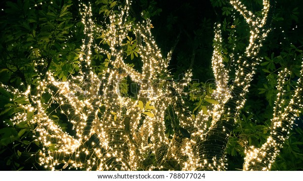 Wrapping Outdoor Trees Led String Lights Stock Image