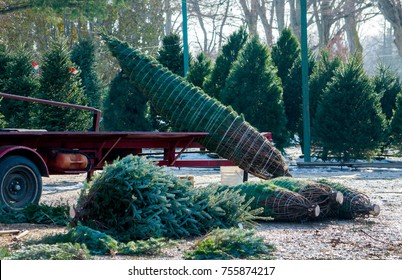 wrapping trees at a  Christmas tree farm