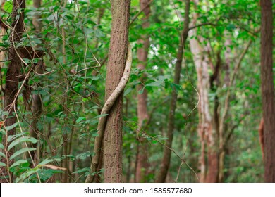 Wrapping Vines Wrapped Around Trees In Tropical, Dry Evergreen Forests, Southeast Asia.