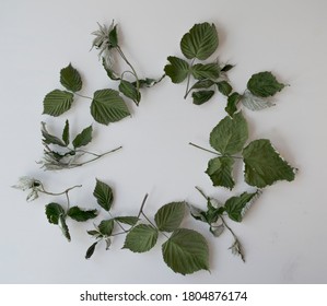 A wreath of dried green leaves of raspberry - Shutterstock ID 1804876174