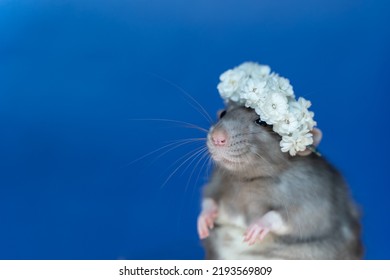 A Wreath Of Flowers On The Head Of A Gray Rat Animal, A Cute Pet Rat In White Flowers On A Blue Background.