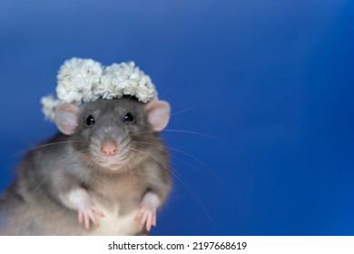 A Wreath Of Flowers On The Head Of A Gray Rat Animal, A Cute Pet Rat In White Flowers On A Blue Background.