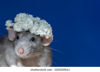 A Wreath Of Flowers On The Head Of A Gray Rat Animal, A Cute Pet Rat In White Flowers On A Blue Background.