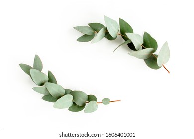 6,386 Eucalyptus Branch Isolated Top Images, Stock Photos & Vectors ...