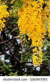 Wreath Of Golden Shower Cassia Flower