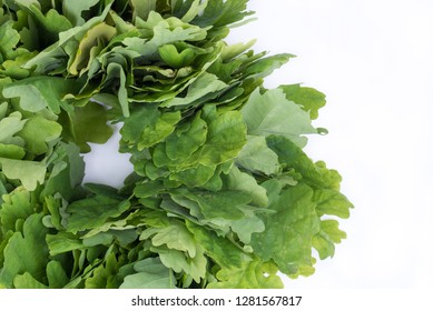 Wreath of oak leaves. Isolated on white. Latvian Midsummer holiday symbol. Wreath of oak leaves is the most used male head decor for Latvian National Holiday called “Jani” (Man's name). Place for text