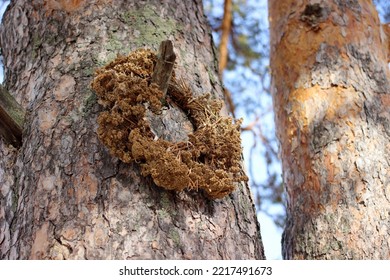 A Wreath Of Withered Wildflowers Hangs On A Bough Of A Tree