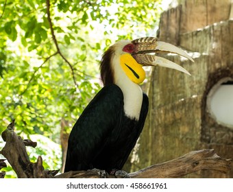 wreathed hornbill