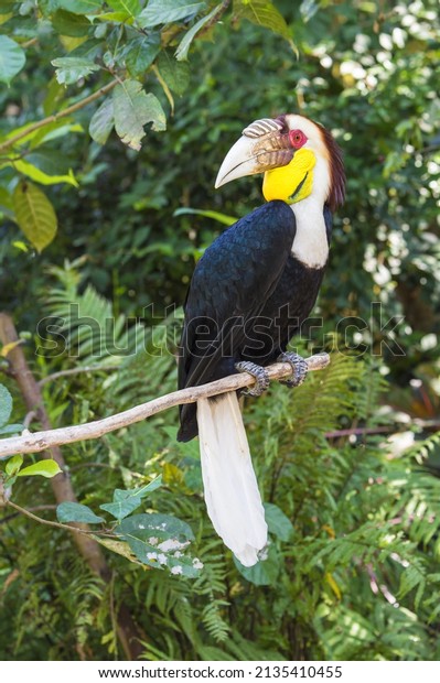 Wreathed Hornbill or bar-pouched wreathed\
Hornbill (Rhyticeros undulatus),\
Indonesia