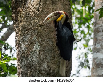 Wreathed Hornbill in the forest