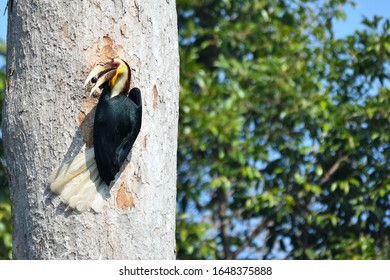 Wreathed hornbill in Khao Yai National Park Thailand