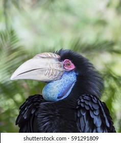 The wreathed hornbill  also known as the bar-pouched wreathed hornbill.It eats fruit, insects, and small animals.They are monogamous breeders nesting in natural cavities in trees  - Shutterstock ID 591291809
