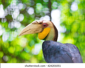 Wreathed Hornbill also known as the bar-pouched wreathed hornbill, is a species of hornbill found in forest from far north-eastern India and Bhutan, east and south through mainland South Asia.