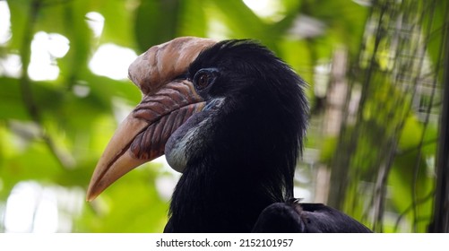 The Wreathed Hornbill (Rhyticeros Undulatus). A Large Asian Hornbill Species From Sumatra Island Indonesia.