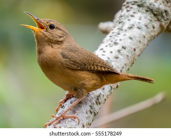 Wren