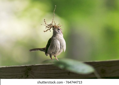 Wren Building A Nest.