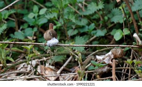 Wren Collecting Feathers To Line Her Nest