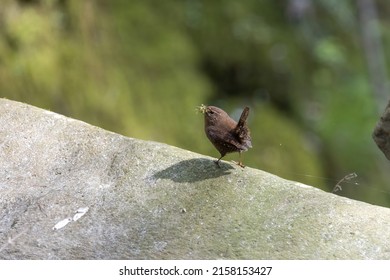 A Wren Collecting Materials For Nest.