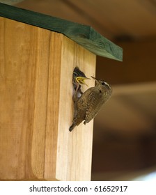 A Wren Feeding Its Young In A Nest Box