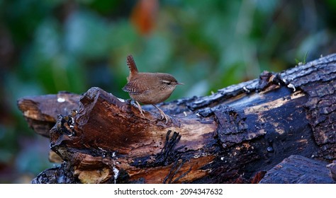 Wren Foraging For Insects In The Woods