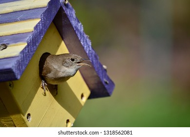 Wren Nest In Birdhouse