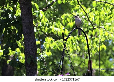 Wren Perched On A Shepherd Hook Plant Hangar In A South Carolina Backyard.