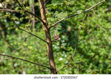 Wren Perched In A Tree In Spring UK