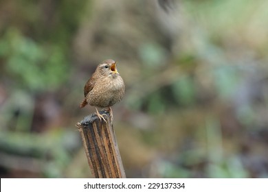 Wren Singing