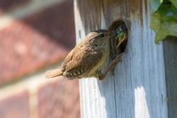 Wren (Troglodytes). Parent Bird Feeding Spider And Grubs To A Baby Chick In A Garden Nest Box. Close-up Of A Wren Perched At The Opening Of A Home-made Wooden Nesting Box On The Side Of A UK House.