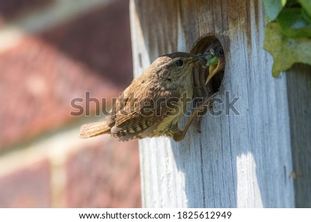 Wren (Troglodytes). Parent bird feeding spider and grubs to a baby chick in a garden nest box. Close-up of a wren perched at the opening of a home-made wooden nesting box on the side of a UK house.